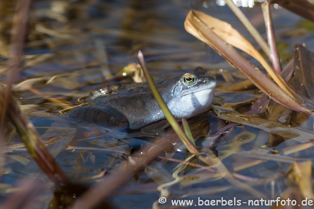 Moorfrosch