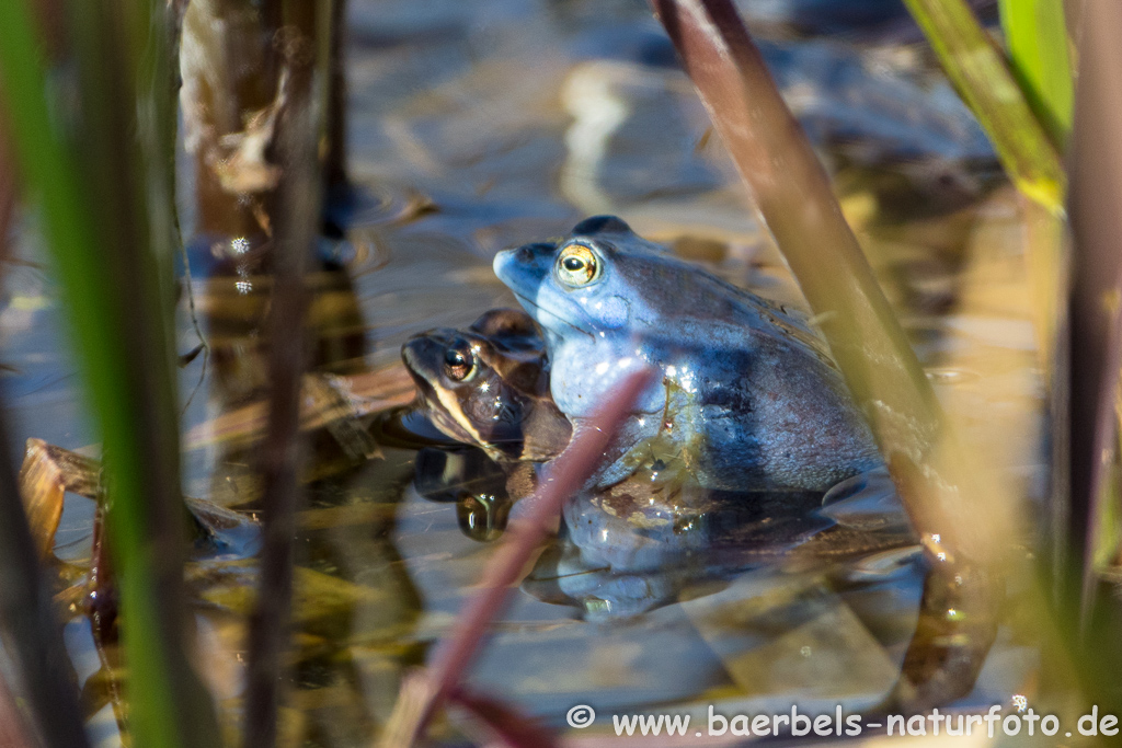 Moorfrosch