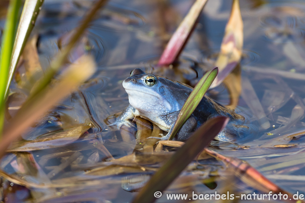 Moorfrosch