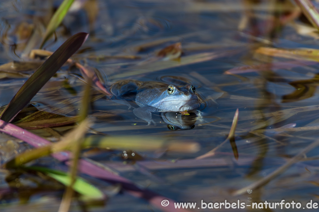 Moorfrosch