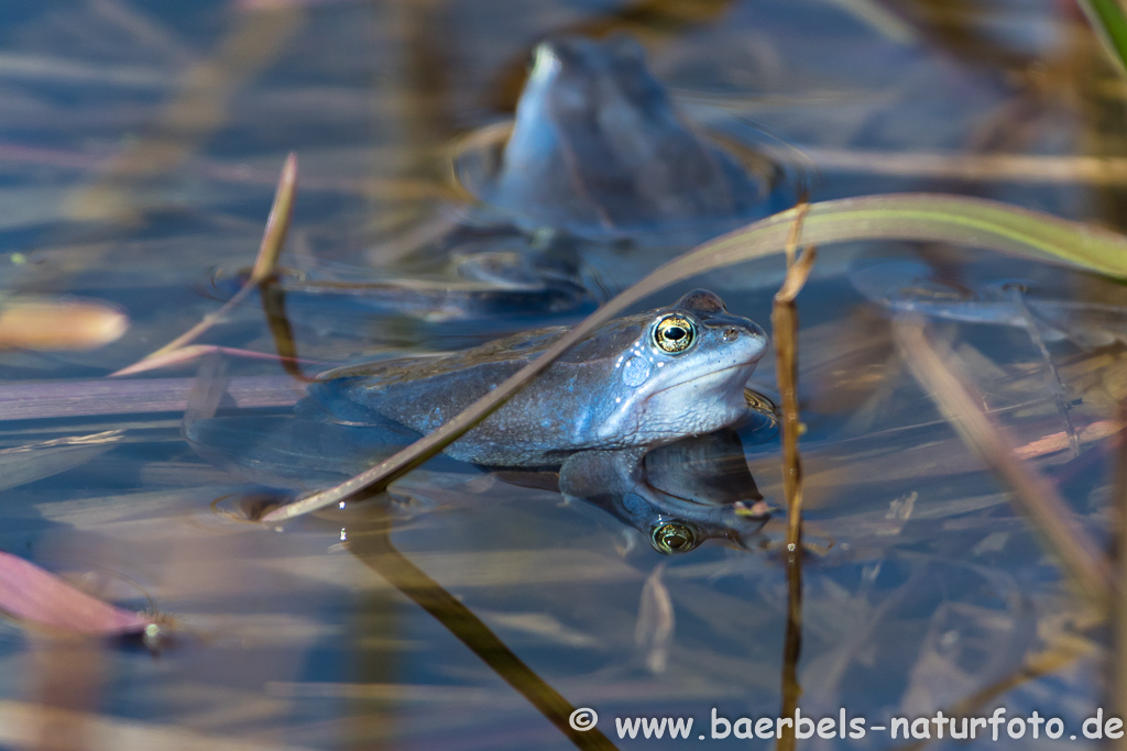 Moorfrosch