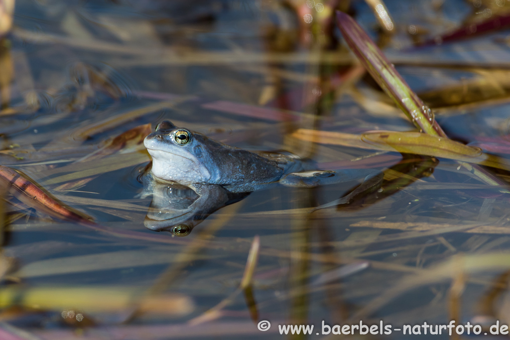 Moorfrosch