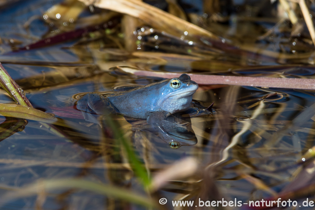 Moorfrosch