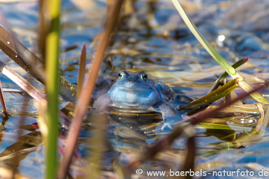 Moorfrosch