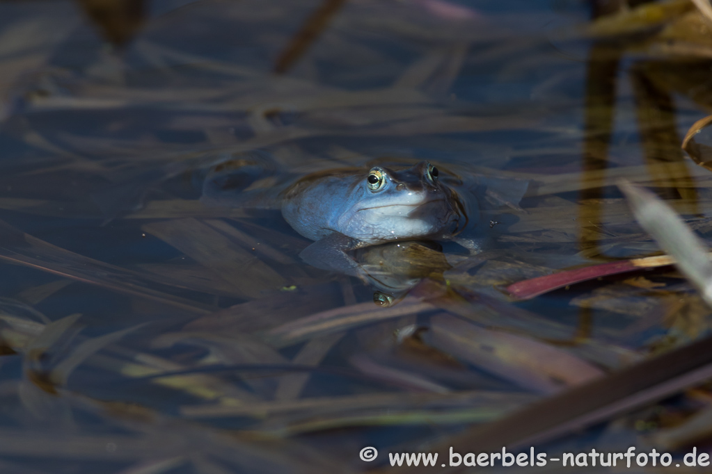 Moorfrosch