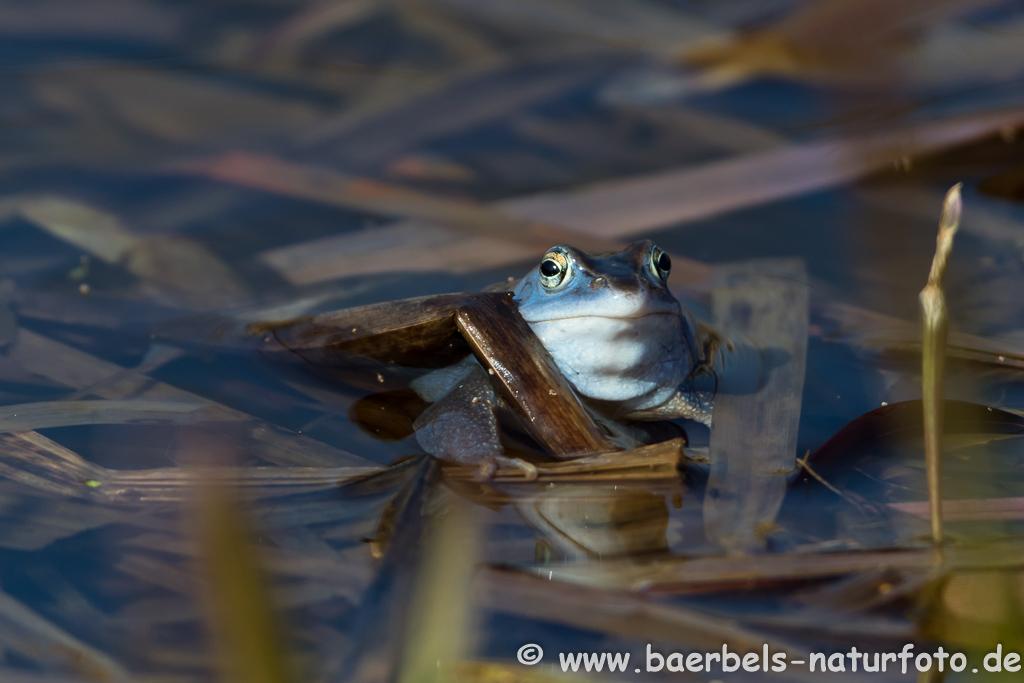 Moorfrosch