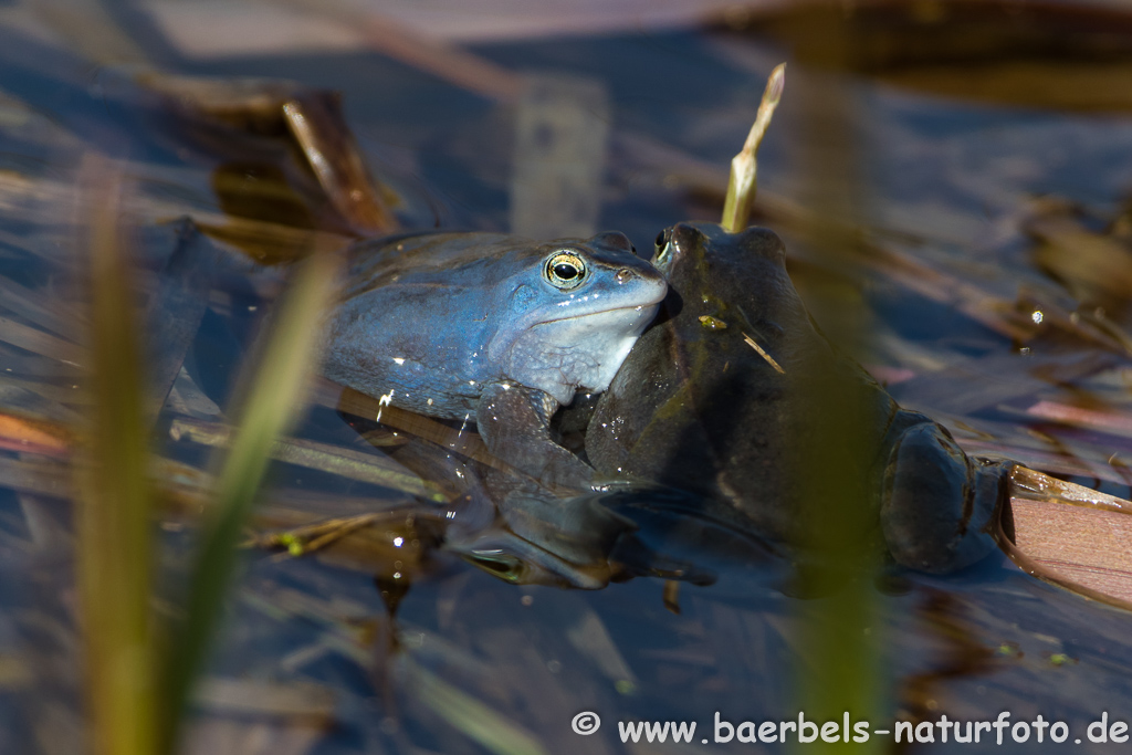 Moorfrosch