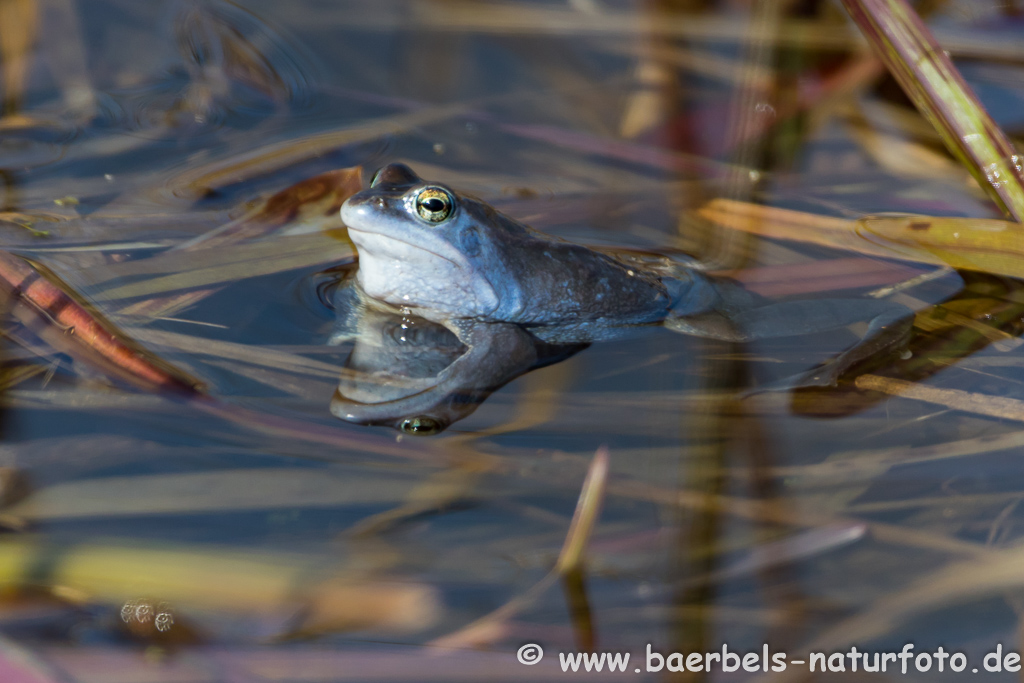 Moorfrosch