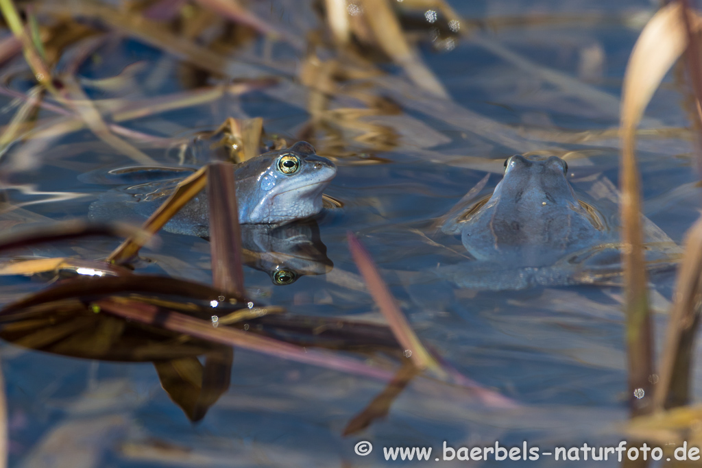 Moorfrosch