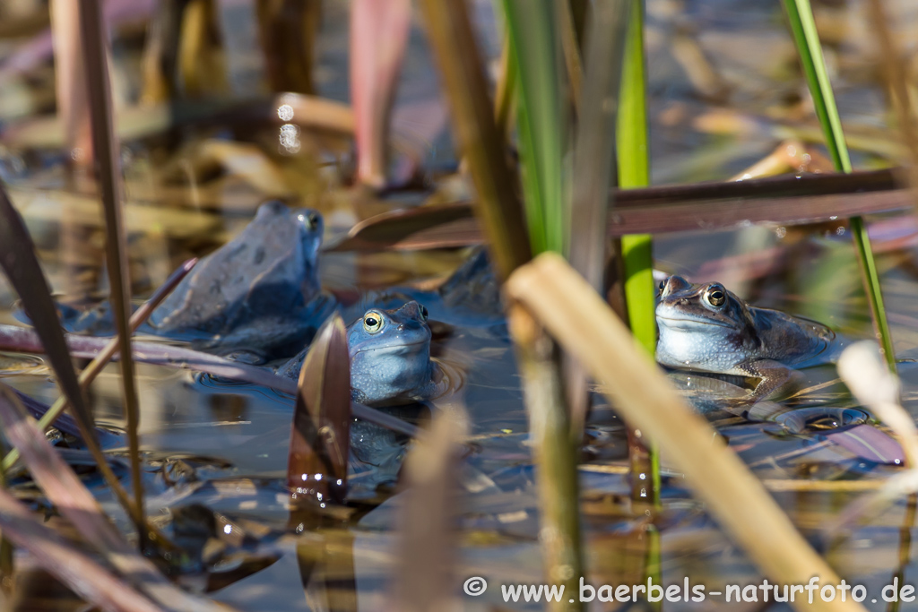 Moorfrosch