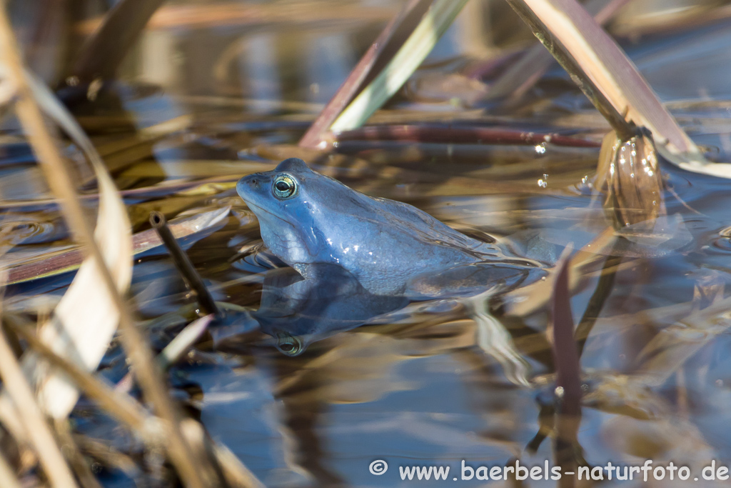 Moorfrosch