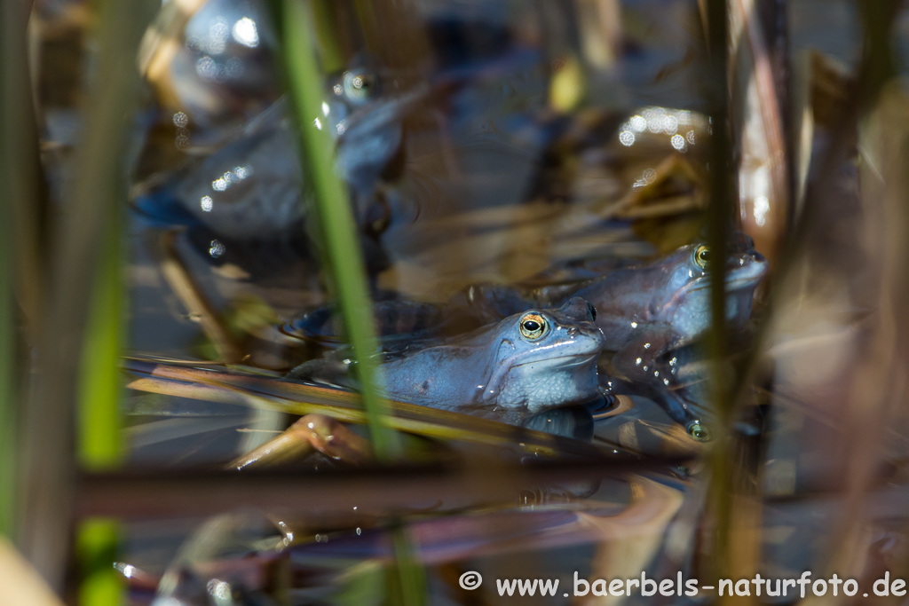 Moorfrosch