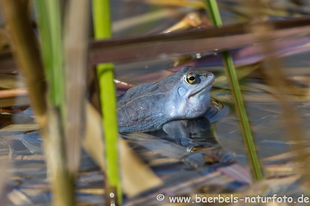 Moorfrosch