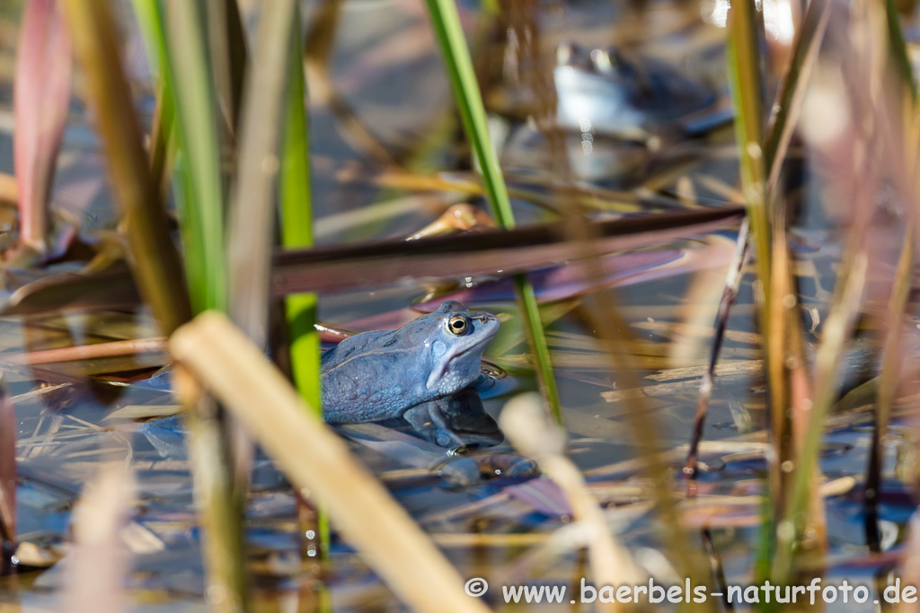 Moorfrosch