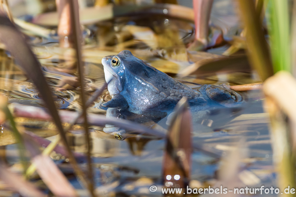 Moorfrosch