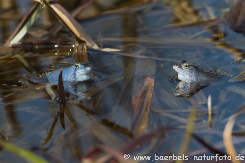 Moorfrosch