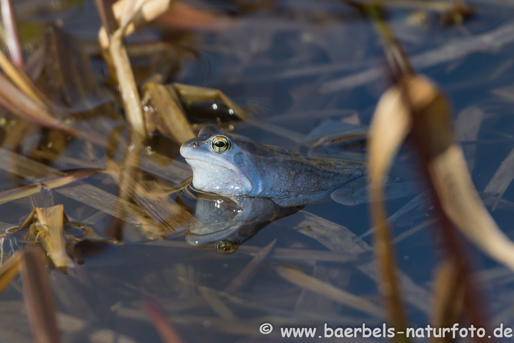 Moorfrosch