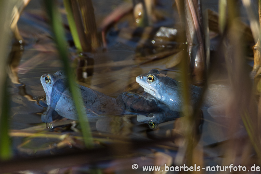 Moorfrosch