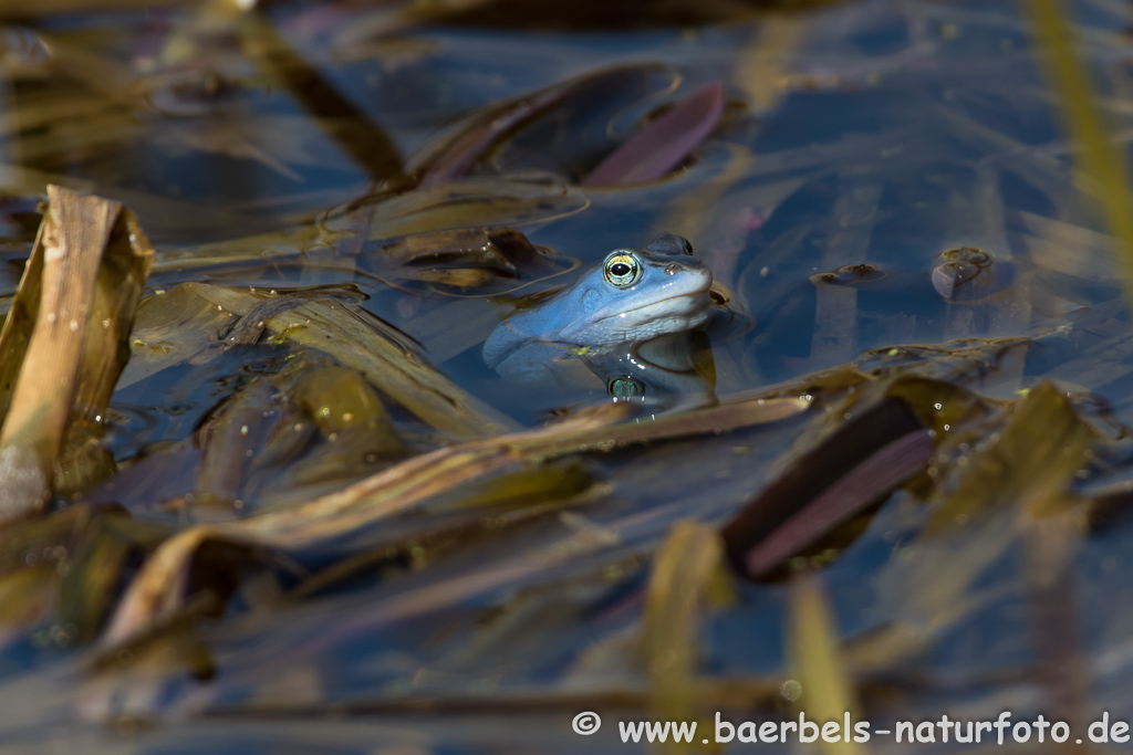 Moorfrosch