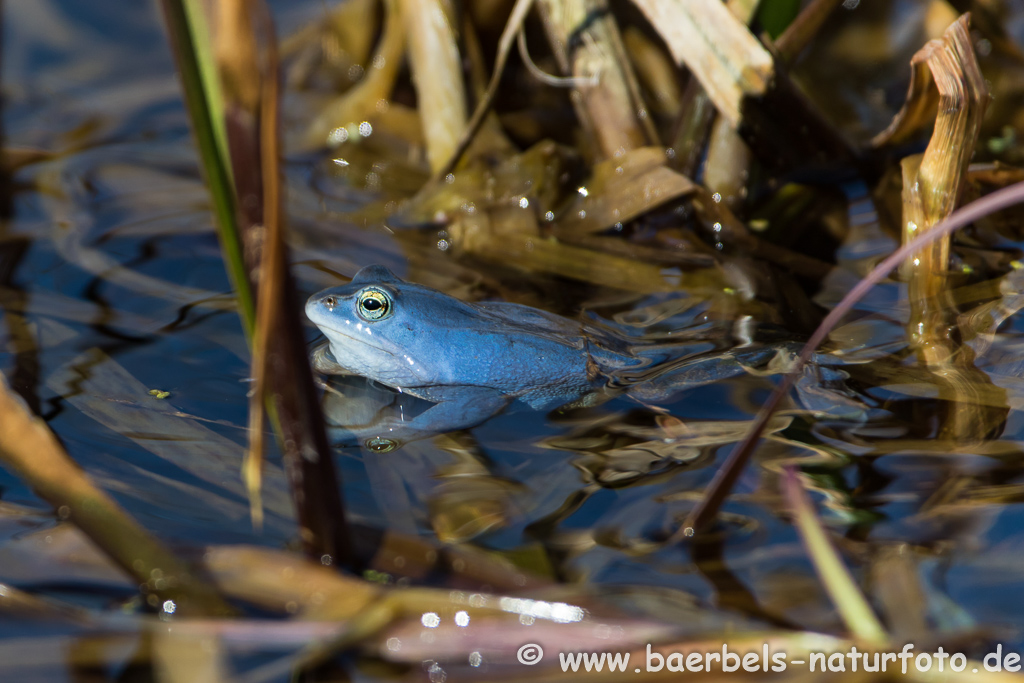 Moorfrosch