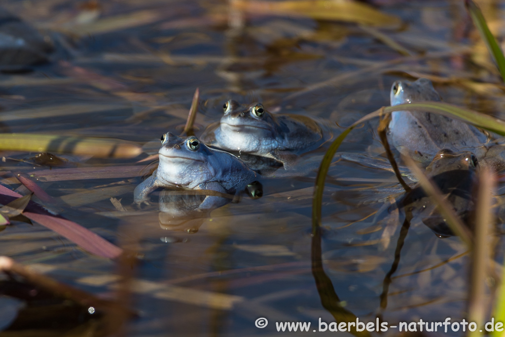 Moorfrosch