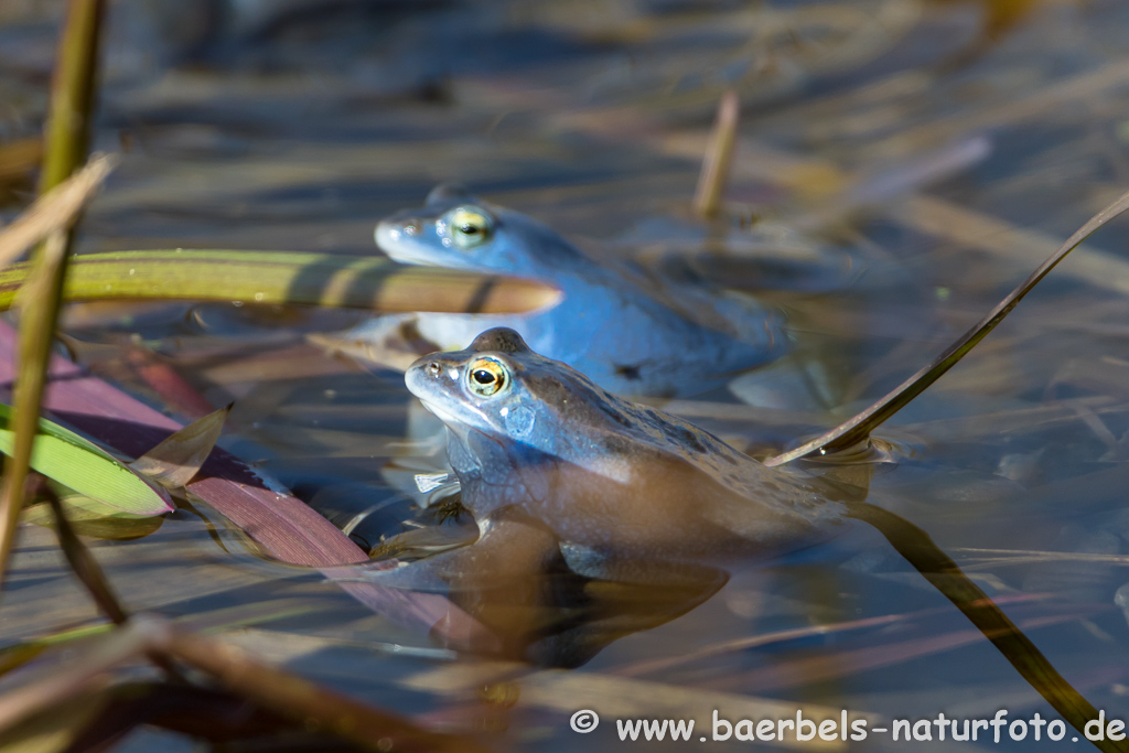 Moorfrosch