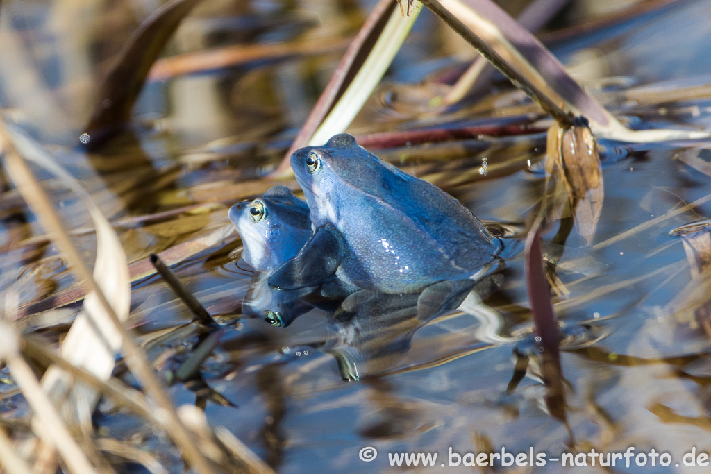 Moorfrosch