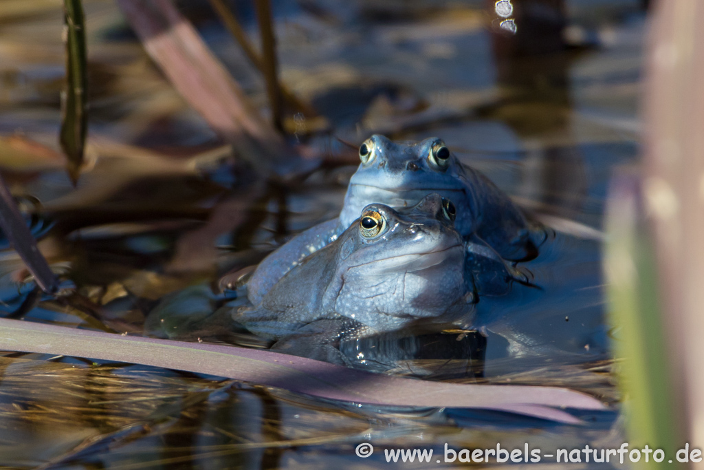 Moorfrosch