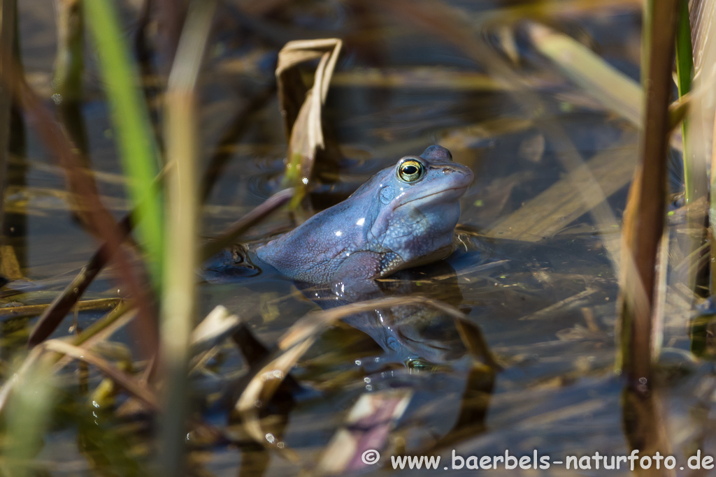 Moorfrosch