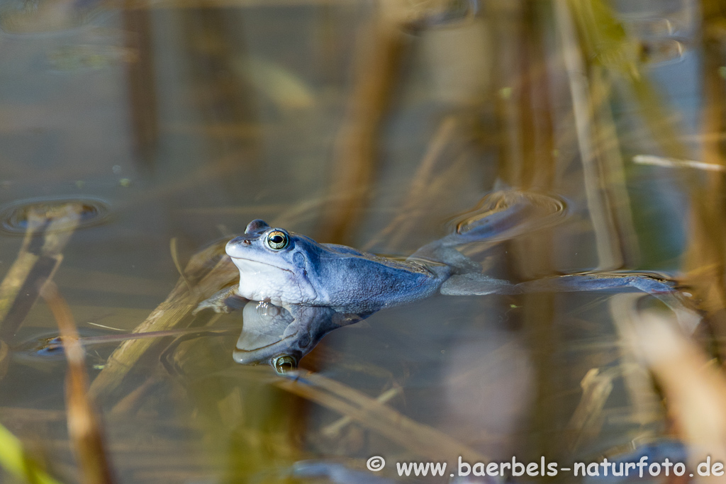 Moorfrosch