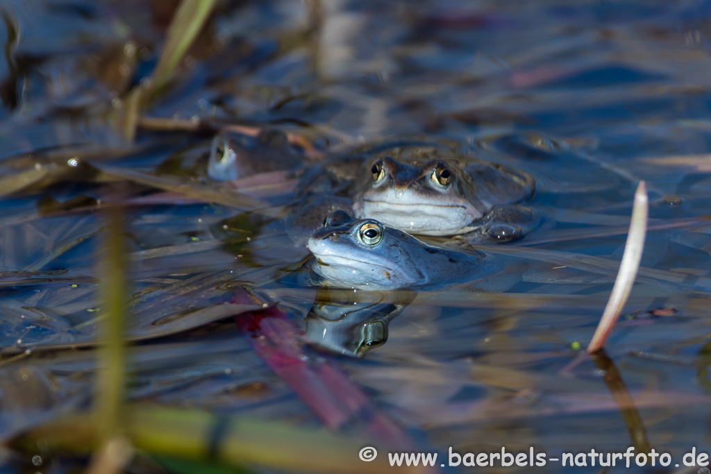 Moorfrosch