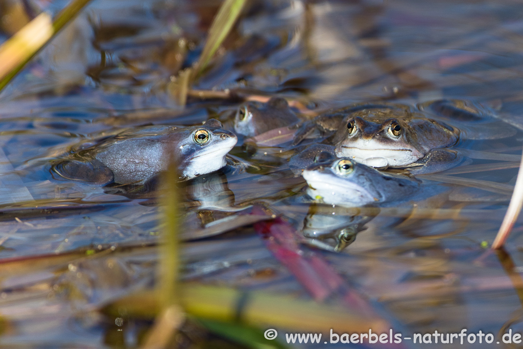 Moorfrosch