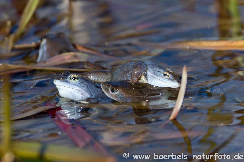 Moorfrosch