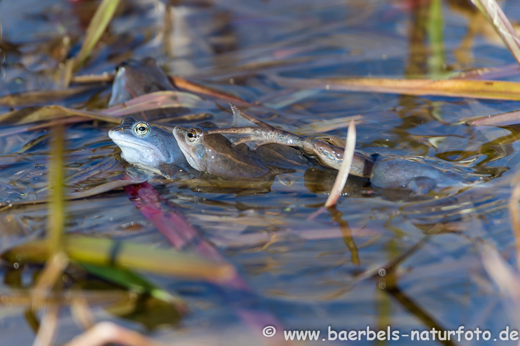 Moorfrosch