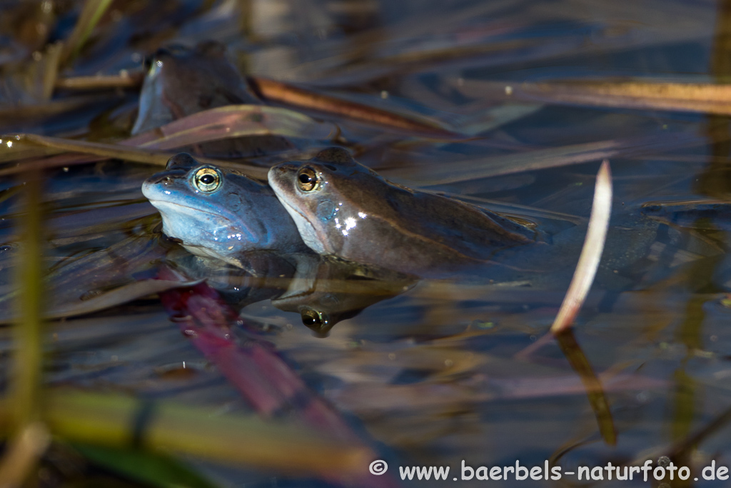 Moorfrosch