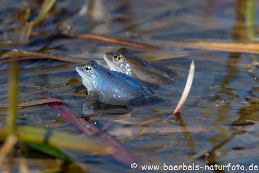 Moorfrosch