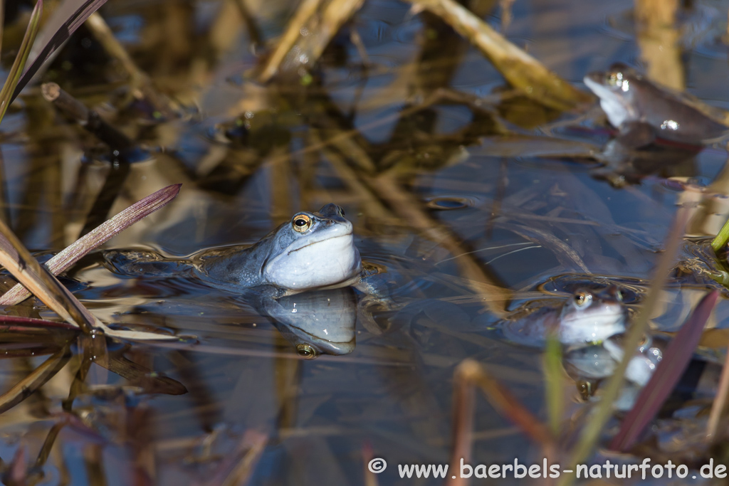 Moorfrosch