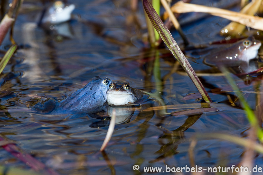 Moorfrosch