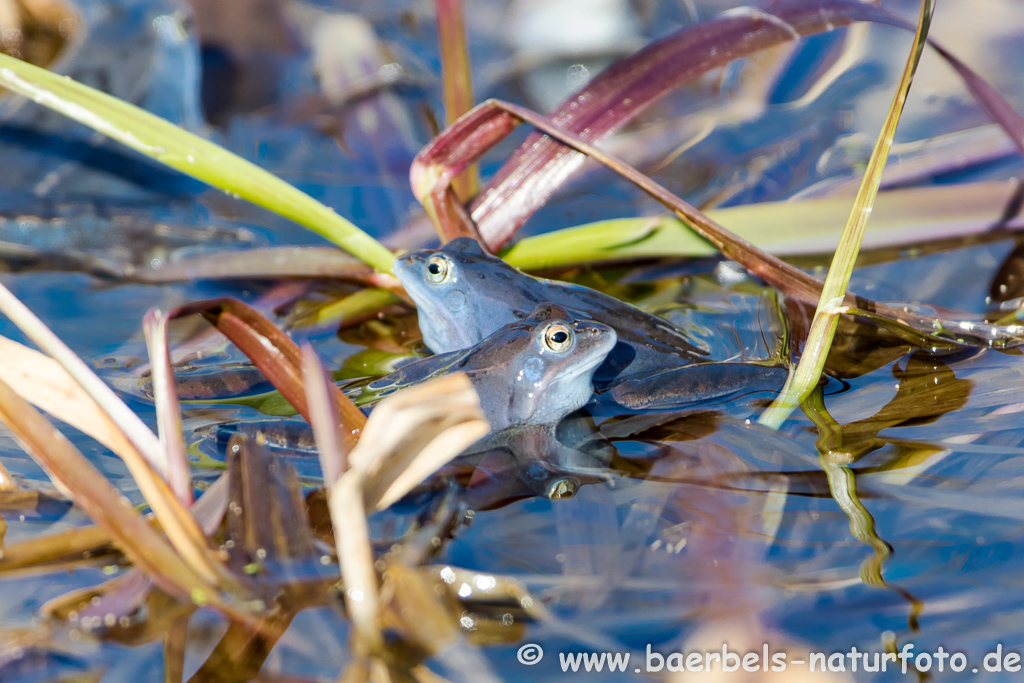 Moorfrosch