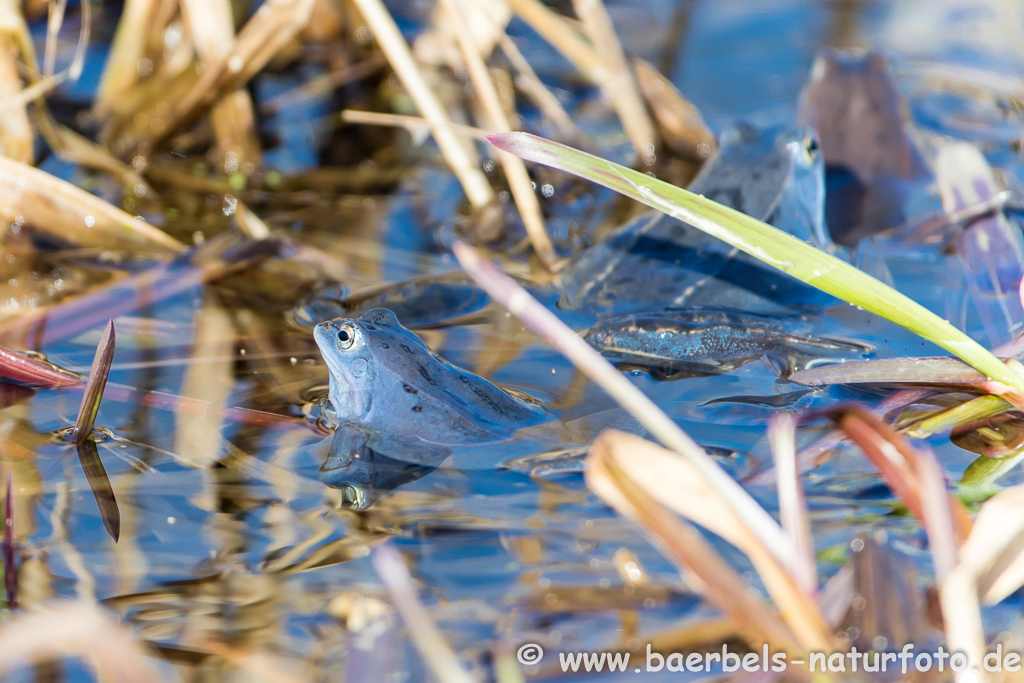 Moorfrosch