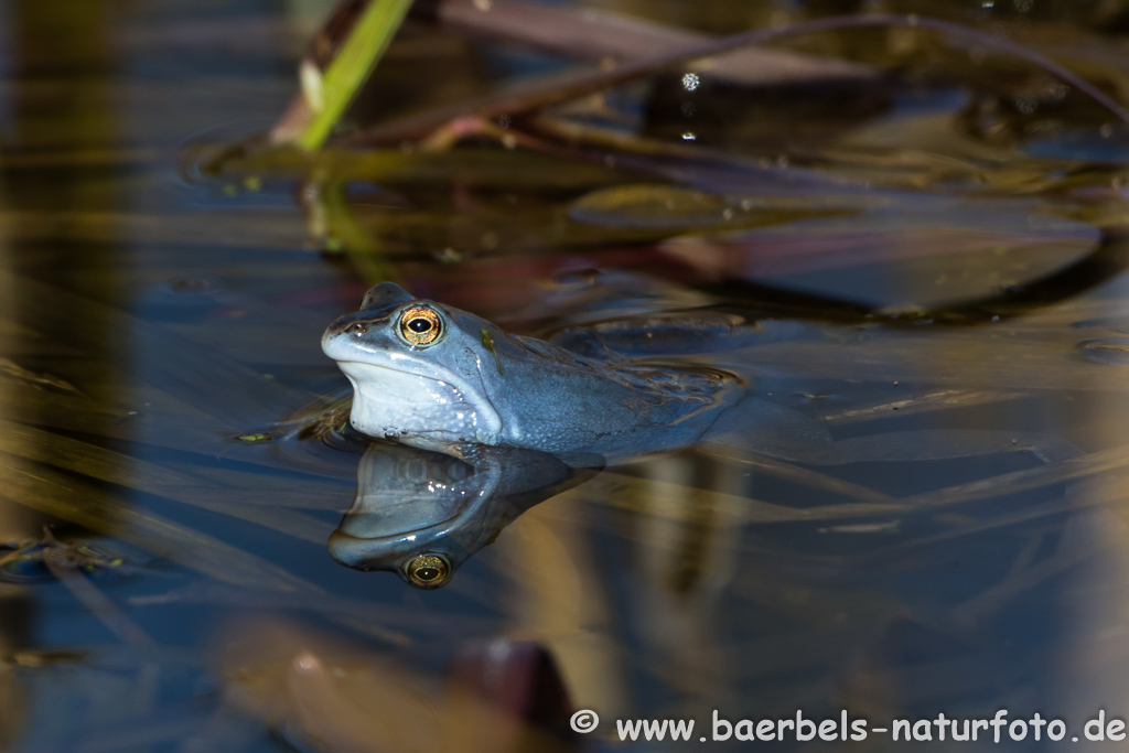 Moorfrosch