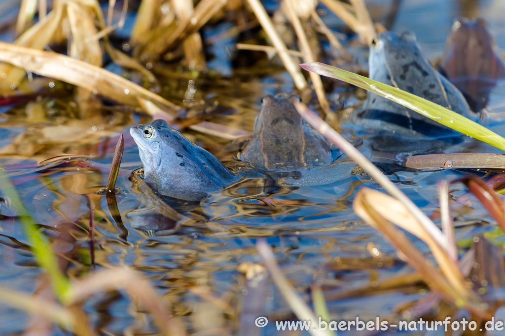 Moorfrosch