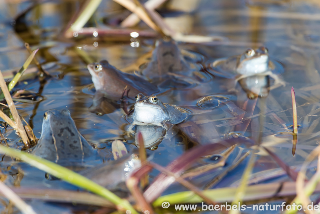 Moorfrosch