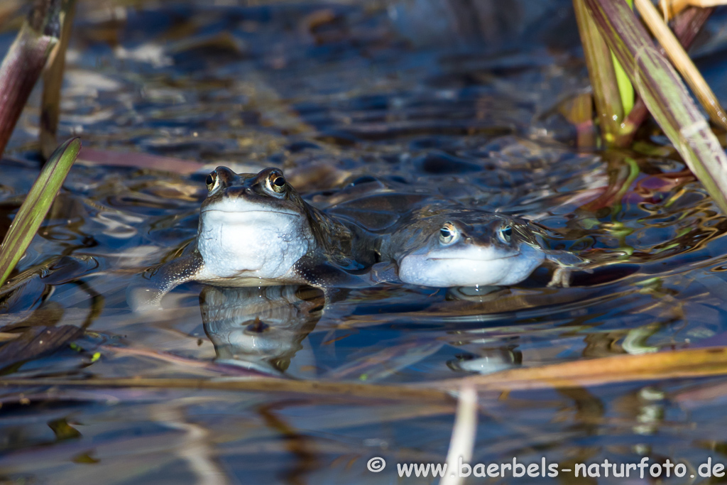 Moorfrosch