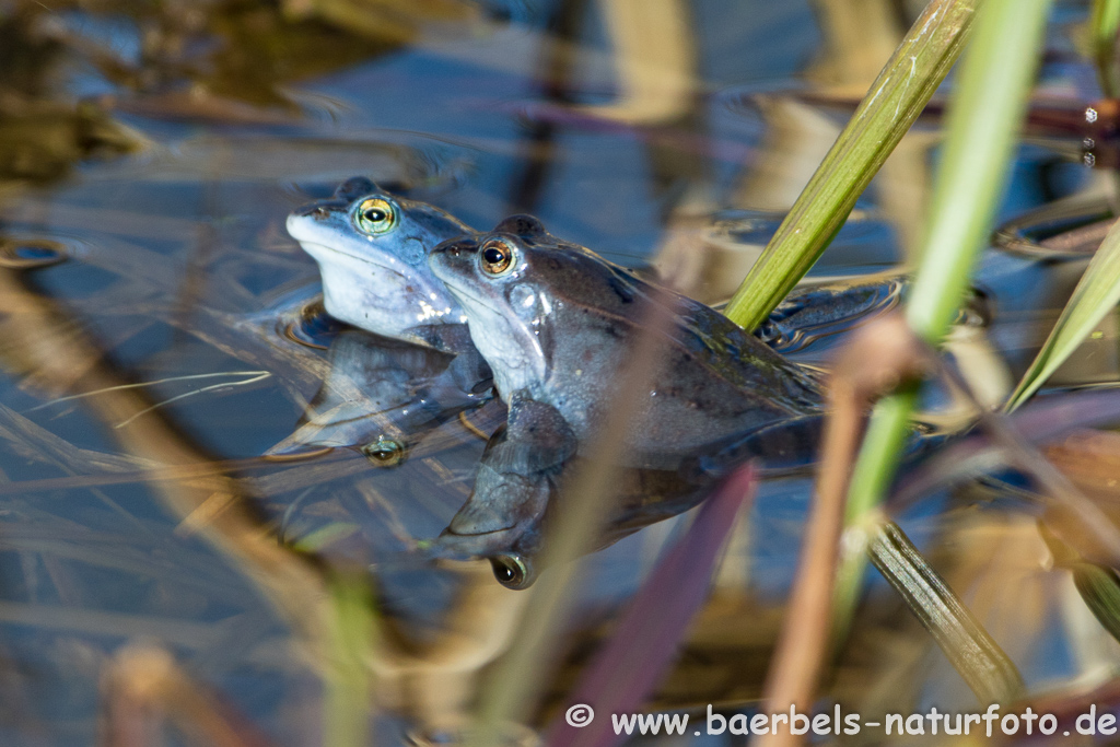 Moorfrosch