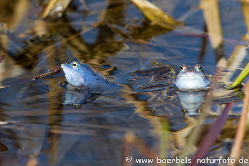 Moorfrosch