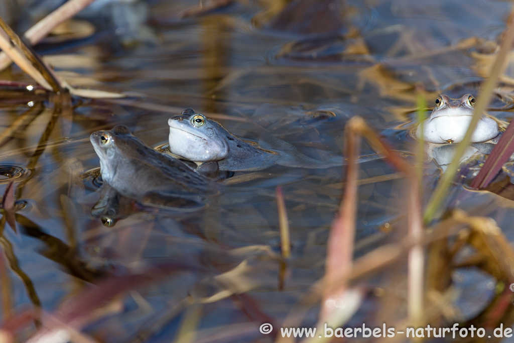 Moorfrosch