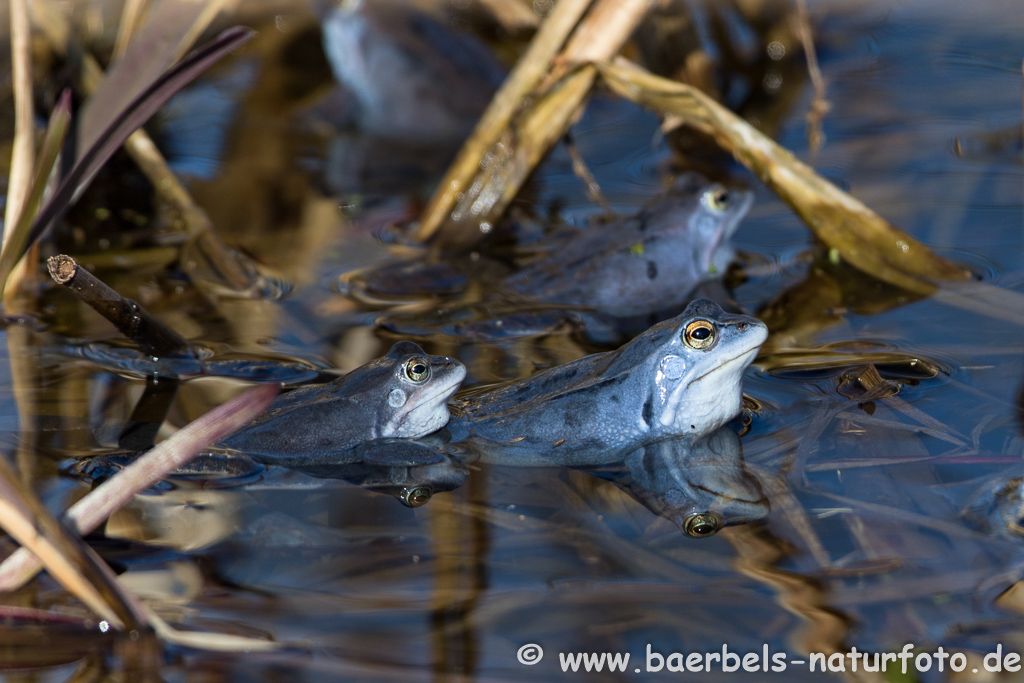 Moorfrosch