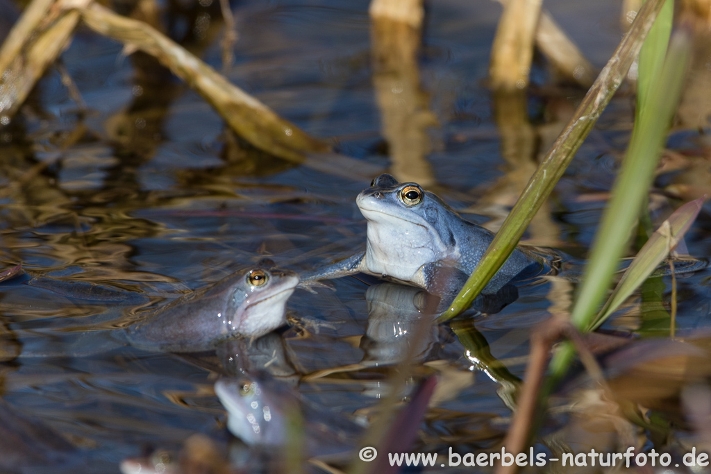 Moorfrosch