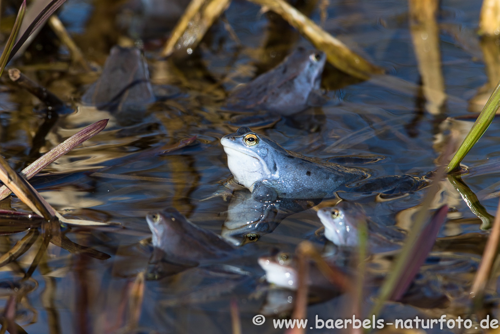 Moorfrosch